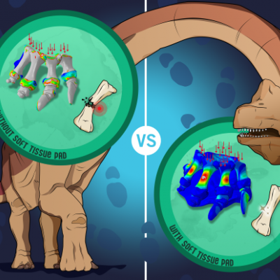 A diagram with a brown sauropod showing the how soft tissue allowed large dinosaurs to walk on land